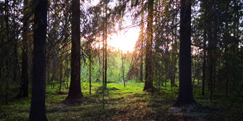 Öre skog